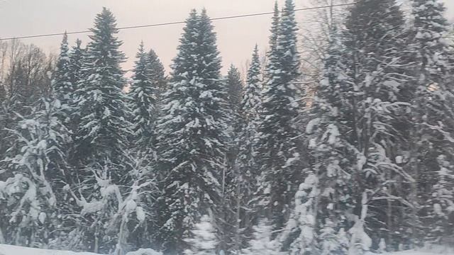 Ёлки, ёлки, много ёлочек🎄🎄🎄🎄🎄 смотреть онлайн