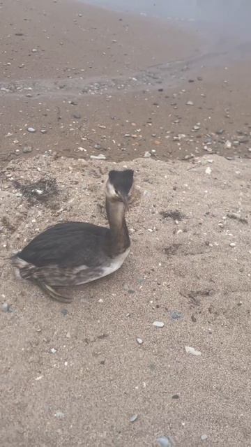 Эту птицу спас ChatGPT Эту птицу спас ChatGPT