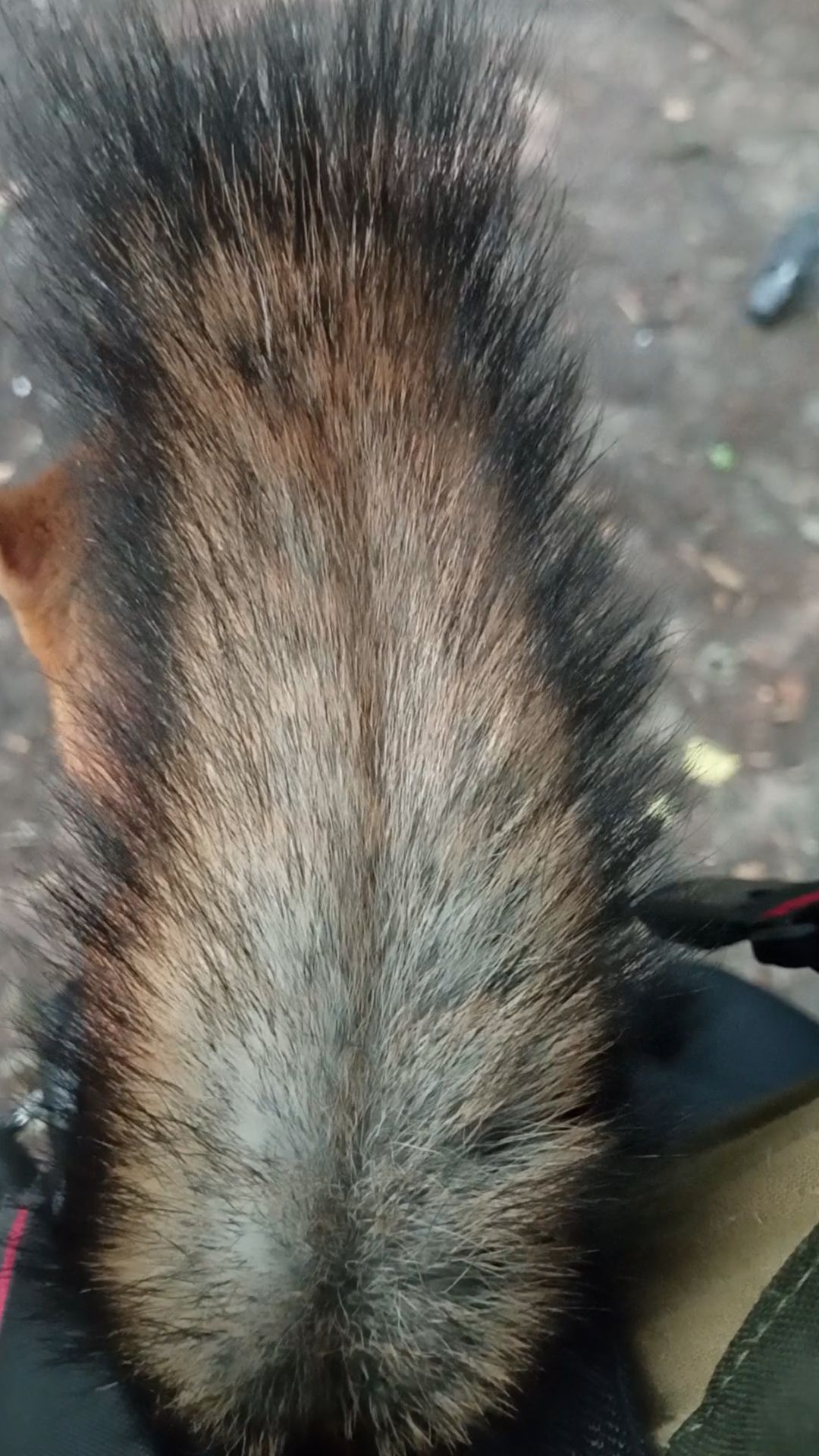 Белка пришла перекусить. Июль 2023 Белка пришла перекусить. Июль 2023