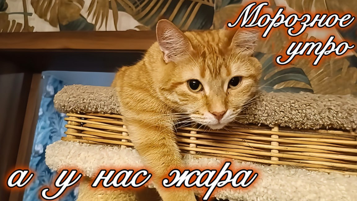 Морозное утро а у нас жара. смотреть онлайн