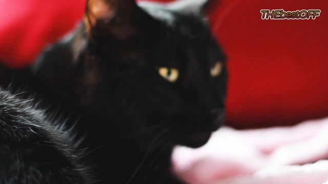 ЧЁРНЫЙ КОТ смотреть онлайн