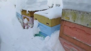 работа с пчелами в феврале , подкормка отводка пчел с покупной маткой , 1.02.2026