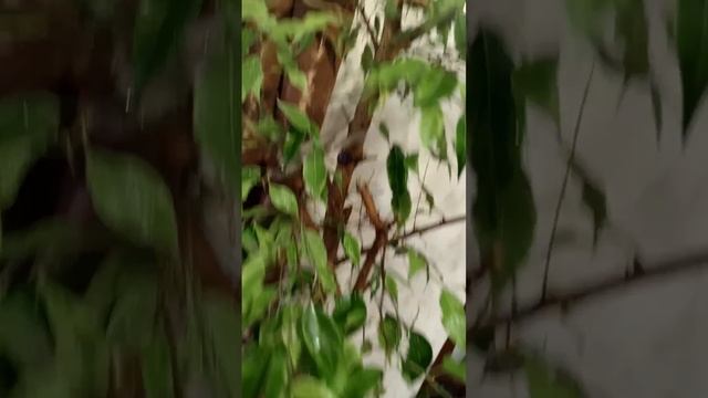 СПАСАЮ ФИКУС БЕНДЖАМИНА.