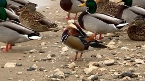 Мандаринка на пляже Феодосии Редкая утка среди обычных