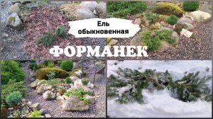 Ель обыкновенная Форманек ( Picea abies Formanek )