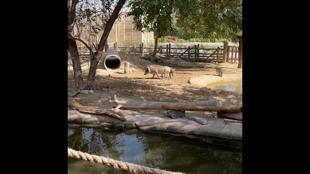 Dubai Safari Park, 2026