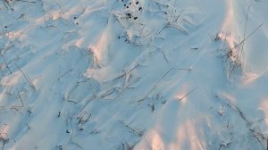 НИП-10. Природа северо-восточных окраин бывшего военного городка Школьное. ЗИМА (январь 2026).