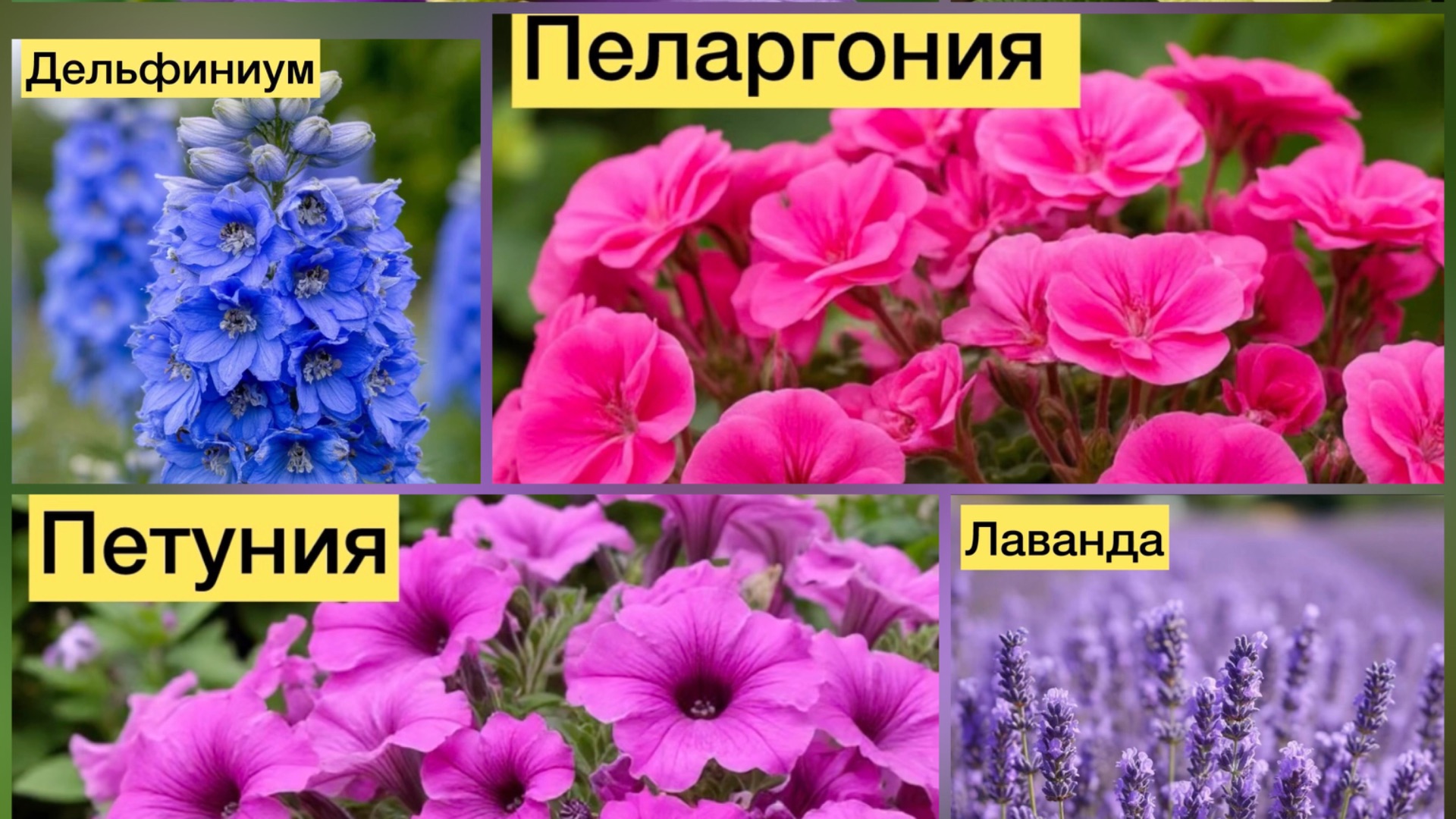 какие цветы сажают на рассаду в феврале смотреть онлайн