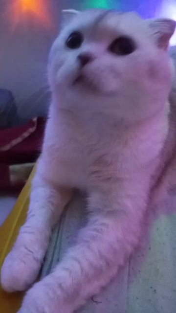 Наш Рони подписывайтесь.