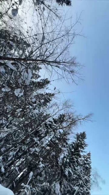 Лес в Подмосковье .Гуляем каждый день 2026 год 30 января .ДьяченкоЛГ.Москва Митино .Пятницкое шоссе смотреть онлайн