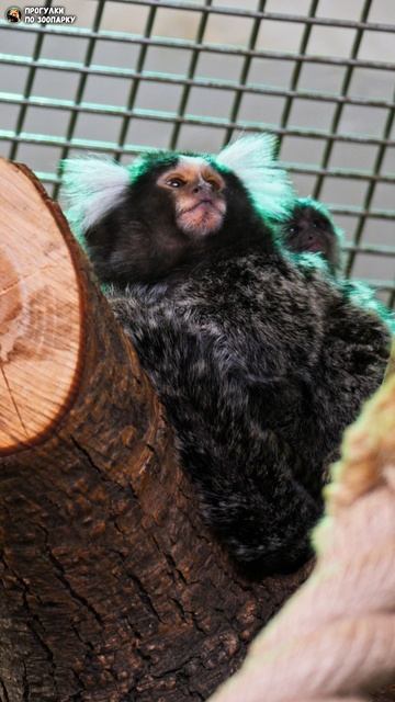 Детёныш игрунки катается на спине взрослых. Ленинградский зоопарк