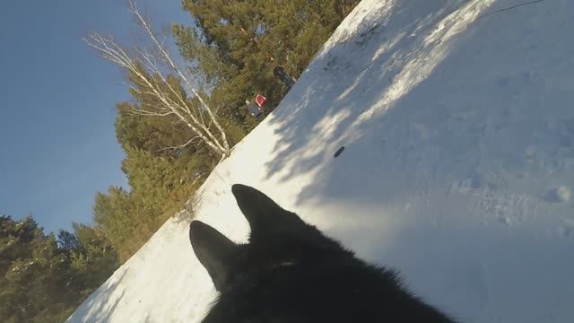 Поездка в зимний лес 01.02.2026. Видео с экшен камеры собаки смотреть онлайн