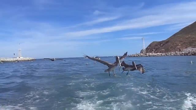 Кормление морских львов смотреть онлайн