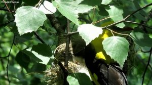 Валерий Плесеинов - Иволга