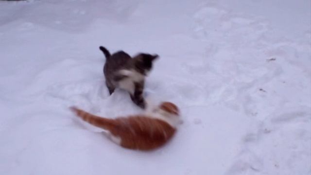 Зимние забавы котов..)) Зимние забавы котов..))
