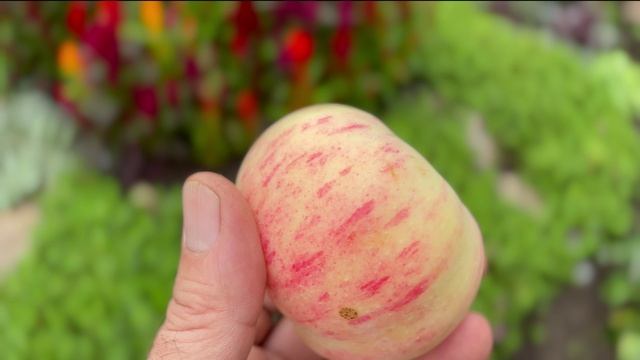 Грушовка московская — старинный летний сорт яблони