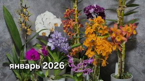 Цветение моих орхидей в январе 2026. #орхидеи