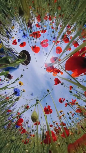 🌸 Цветущие поля — сладкий запах весны и спокойствие