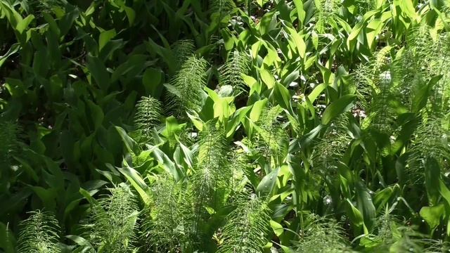 Живые картины русской природы 12