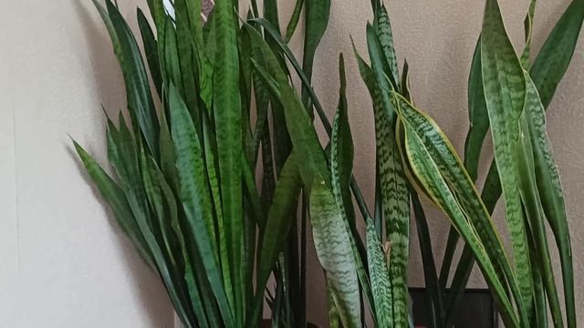 ДЕЛА НЕ ВЯЗАЛЬНЫЕ И МОИ ПЛАНЫ НА НИХ смотреть онлайн