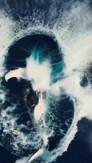 🐋 Тихая жизнь кита — покой холодного океана