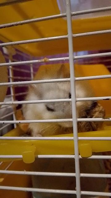 еда амамам!!!(хомяка) :)    ;)