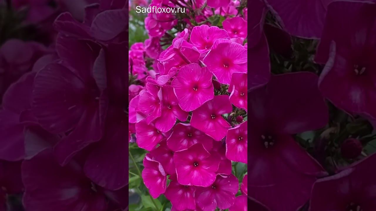 Флокс Автограф, селекции Морозовой Г А