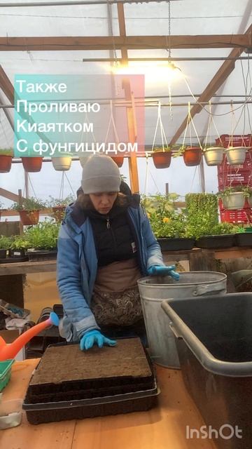 1 февраля 2026г. Дела тепличные . 1 февраля 2026г. Дела тепличные .