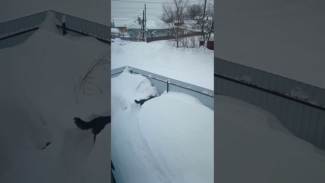 СНЕЖНЫЙ ПЛЕН У СОБАК!!!