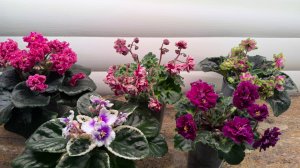 Обзор комнатных растений.Фиалки красиво зацвели.