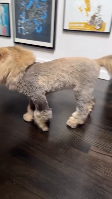 Стришка для ката смотреть онлайн