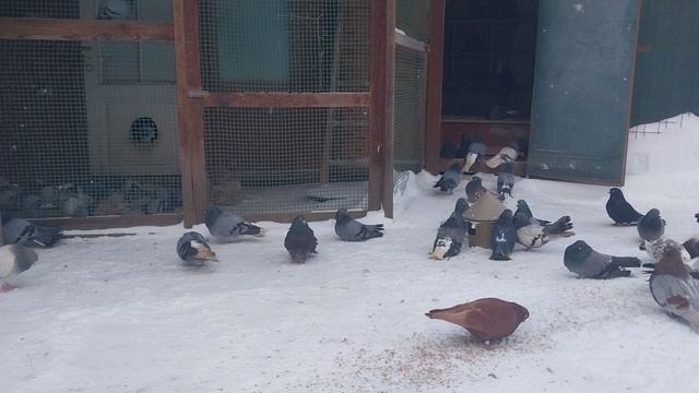 01.02.2026г. -21'С смотреть онлайн