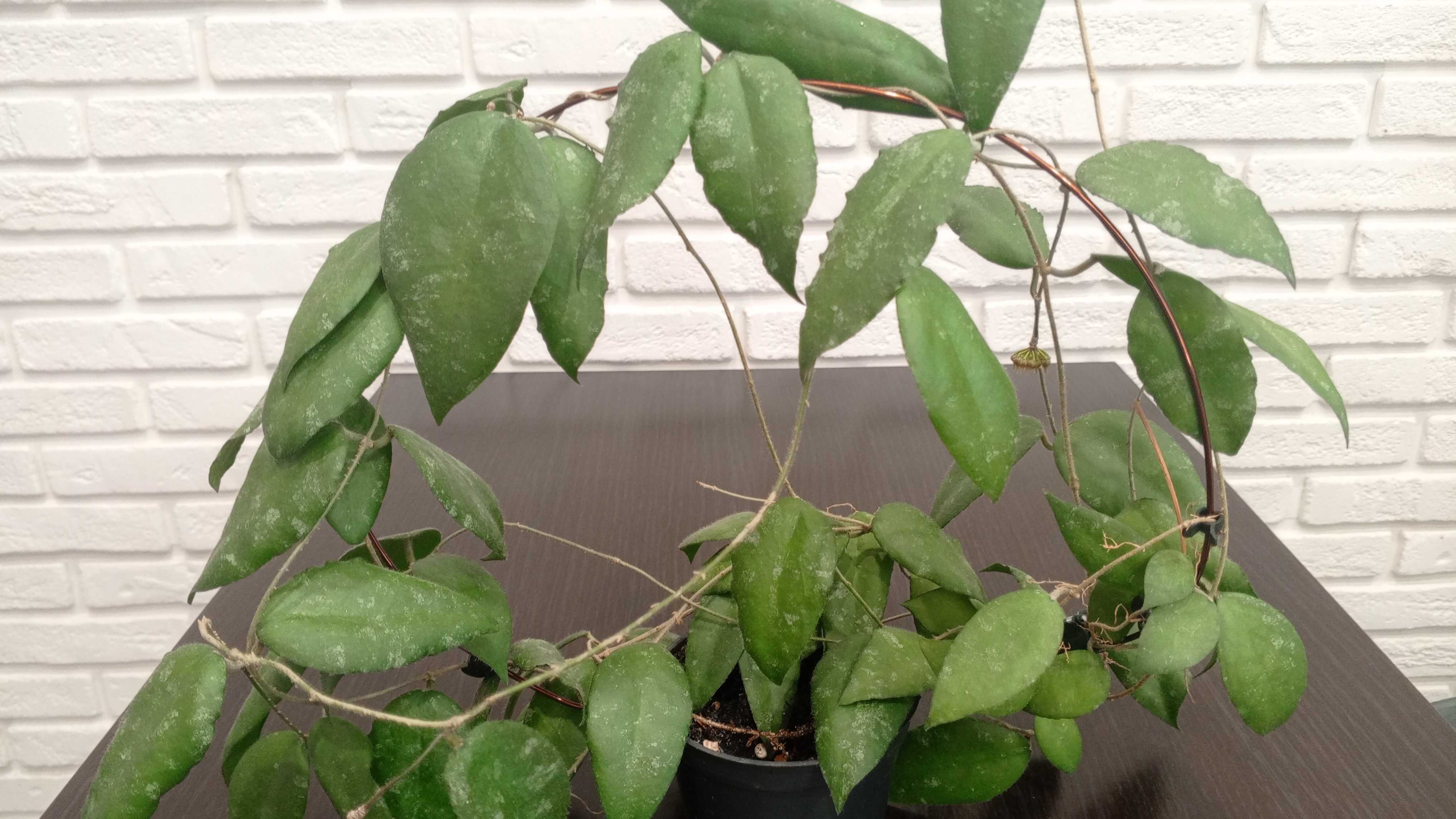 Хойя Каудата Суматра — пересадка