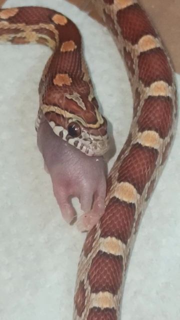 Кормление малыша маисового полоза №5 из первой кладки. смотреть онлайн