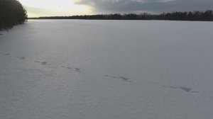 Зайцы глумятся😄