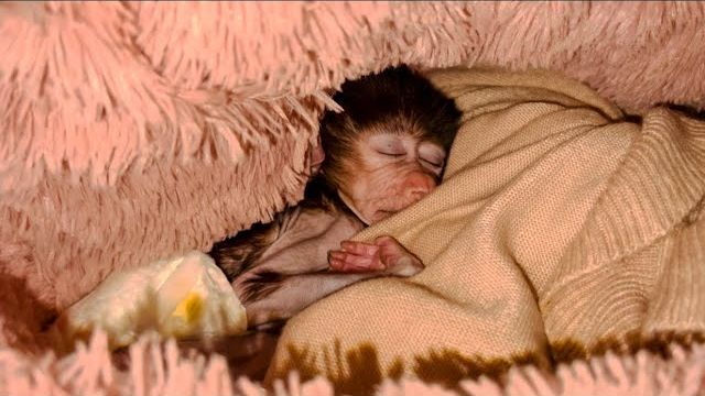 ТАК МИЛО! Степка УСНУЛ в тепле и покое! смотреть онлайн