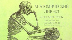 Анатомический ликбез - Анатомия стопы, часть третья. Суставы стопы. Суставы предплюсны