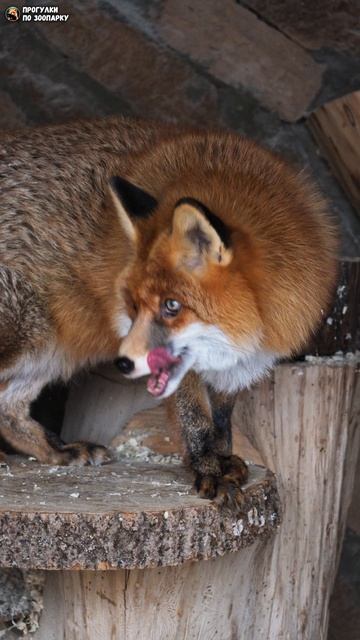 Лисица Джинджер умывается. Ленинградский зоопарк