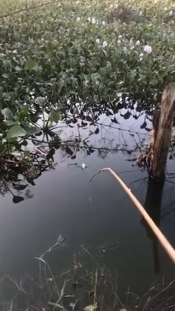 Поймал Карасище в луже!