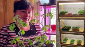 ПОМИДОРЫ ЦВЕТУТ.СДЕЛАЛИ СТЕЛЛАЖ ДЛЯ РАССАДЫ