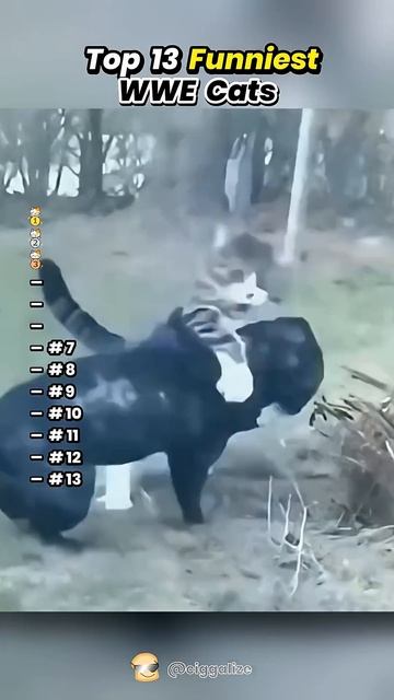 Funny Cat смотреть онлайн