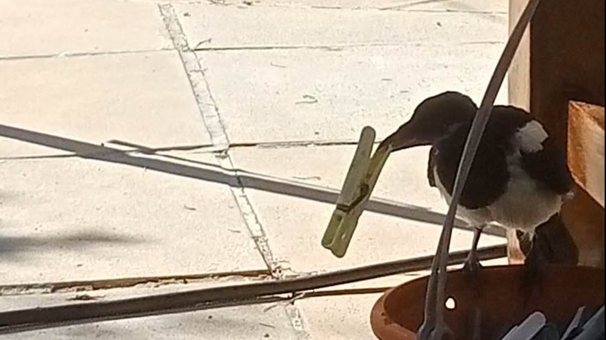 Её зовут Ричи, и её хобби — хаос. (Режим “Турбо-Птица” активирован!) #ПтичийБеспредел #Смешныептицы