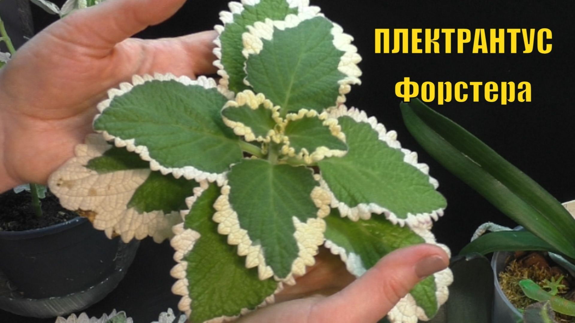 Плектрантус маргинатус Форстера. Формировочная обрезка и черенкование. Способы укоренения смотреть онлайн