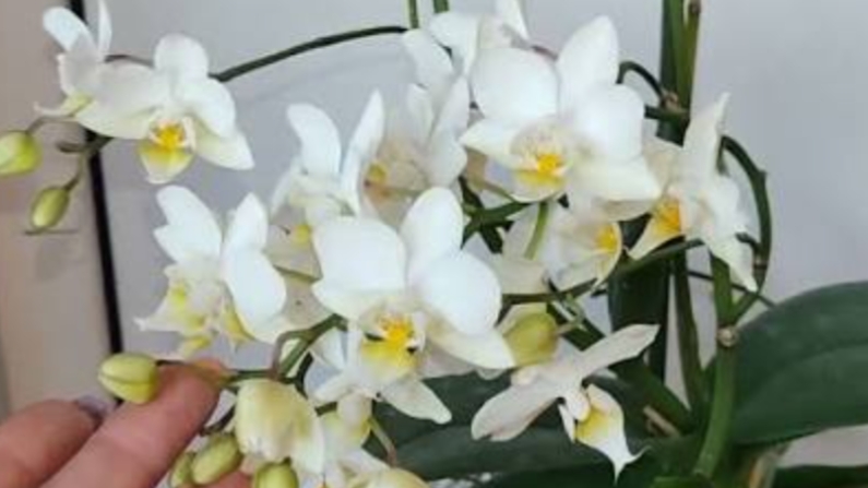01-02-2026.Орхидея белая мультифлора..пересадка . смотреть онлайн