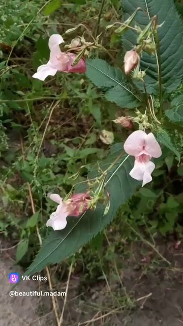 vkclips_20260201083645