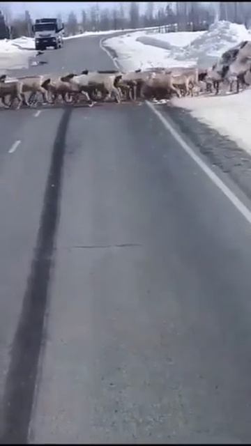 2_5188690045439088709.mp4