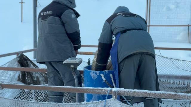 Запуск форели смотреть онлайн