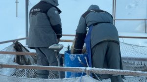 Запуск форели