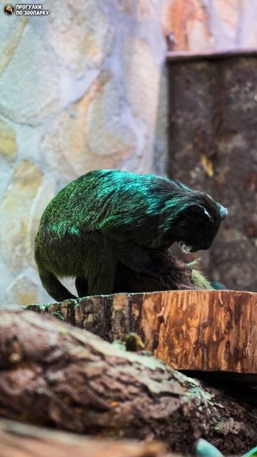 Буроголовые тамарины за обедом и другими делами. Ленинградский зоопарк