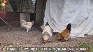 Цыплята и Курочки селяночки лучшие беспородные несушки 🥚 (434)